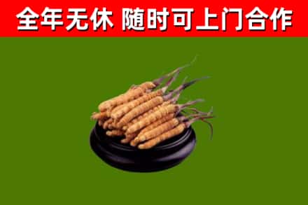友好区回收散虫草