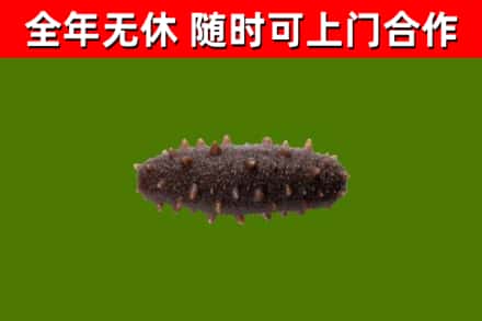 友好区回收海参干